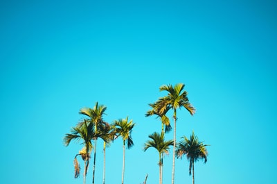 白天蓝天下的棕榈树
